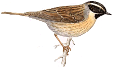 ����������� ���������