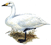 ������-������