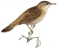 ������ �������. ������� �.�. ��������