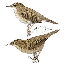 ������������ �������. ������� �.�. ��������