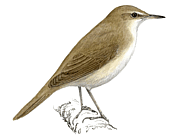 ������� ���������. ������� �.�. ��������