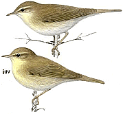 �������-��������