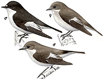 ���������-���������