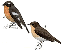 ������� ���������