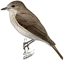 ����� ���������