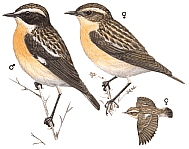 ������� �����