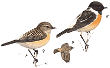 ������������ �����