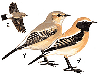 ��������� �������