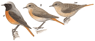 ������������ �����������