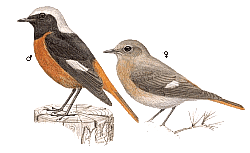 ��������� �����������