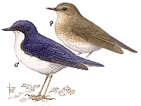 ����� �������