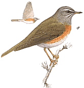 ��������� �����