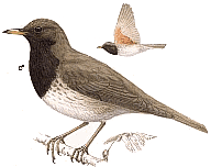 ���������� �����