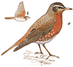 ����� ��������