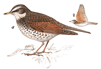 ����� �����