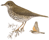 ������ �����