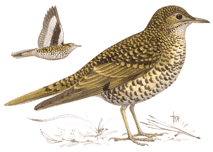 ������� �����