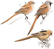 ������ ������