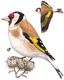 ������������ �����