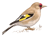 ����������� �����