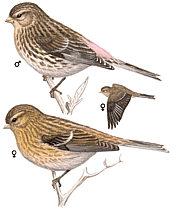 ������ �������