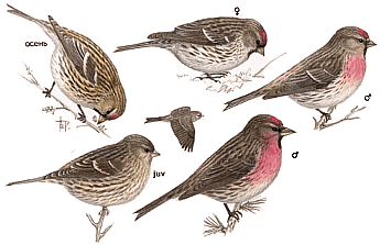 ������������ �������