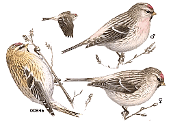 ��������� �������