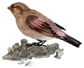 ����������� �������