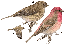 ������������ ��������