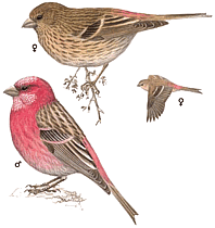 ��������� ��������