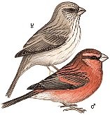 ������� ��������