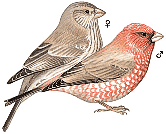 ������� ��������