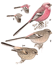 ������������� ��������