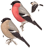 ������������ �������