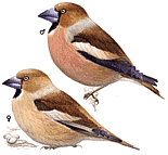 ������������ �������