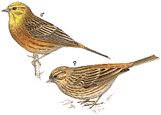 ������������ �������