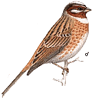 ������������ �������