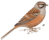 ������� �����������