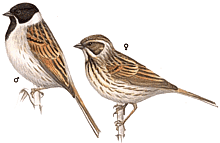 ������������ �������