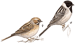 �������� ������� 