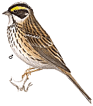 ����������� ������� 