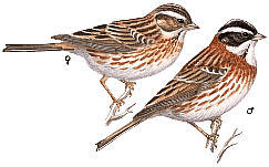 �������-�����