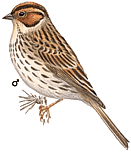 �������-������