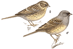 ����������� �������