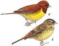 ����� �������