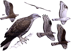 ������������ �����