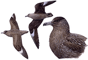 ������� ��������