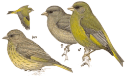 ������������ ���������