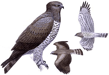 ������� �.�. ��������