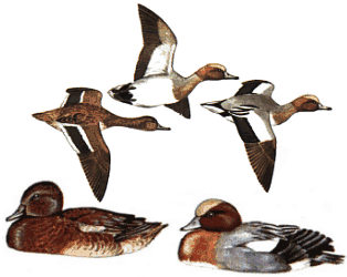 ����� (�����) � �����